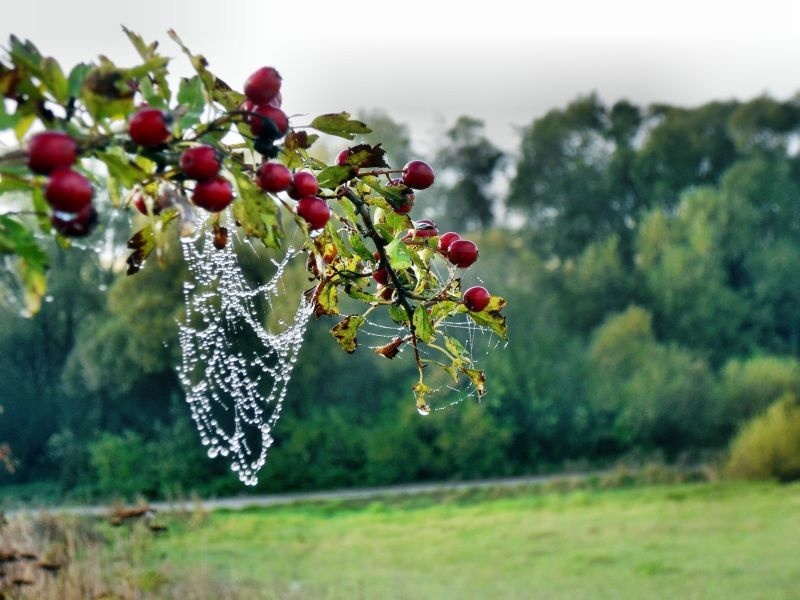 Jemná pavučina ozdobuje usychajúce