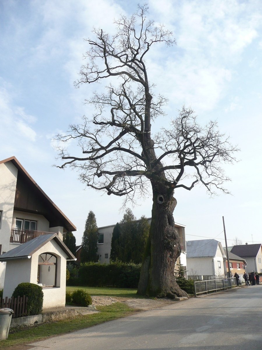 Najstarší strom Slovenska je