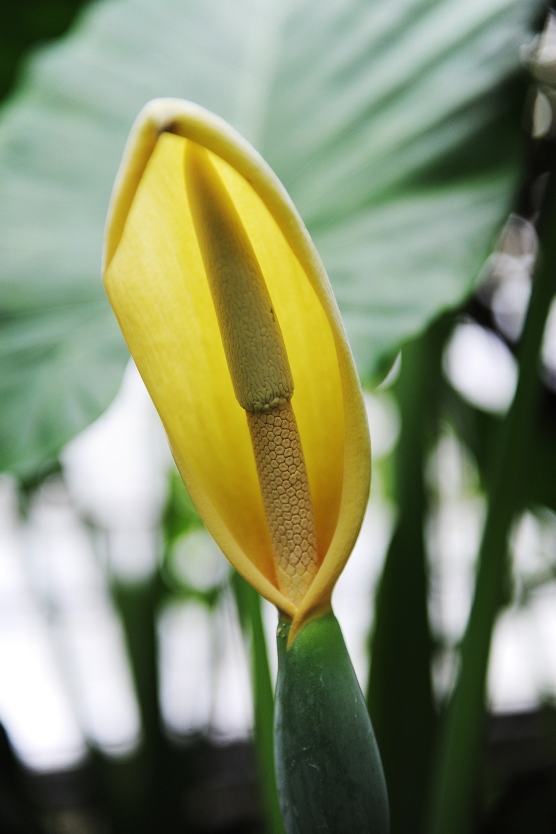 Žlté kvety má Alocasia