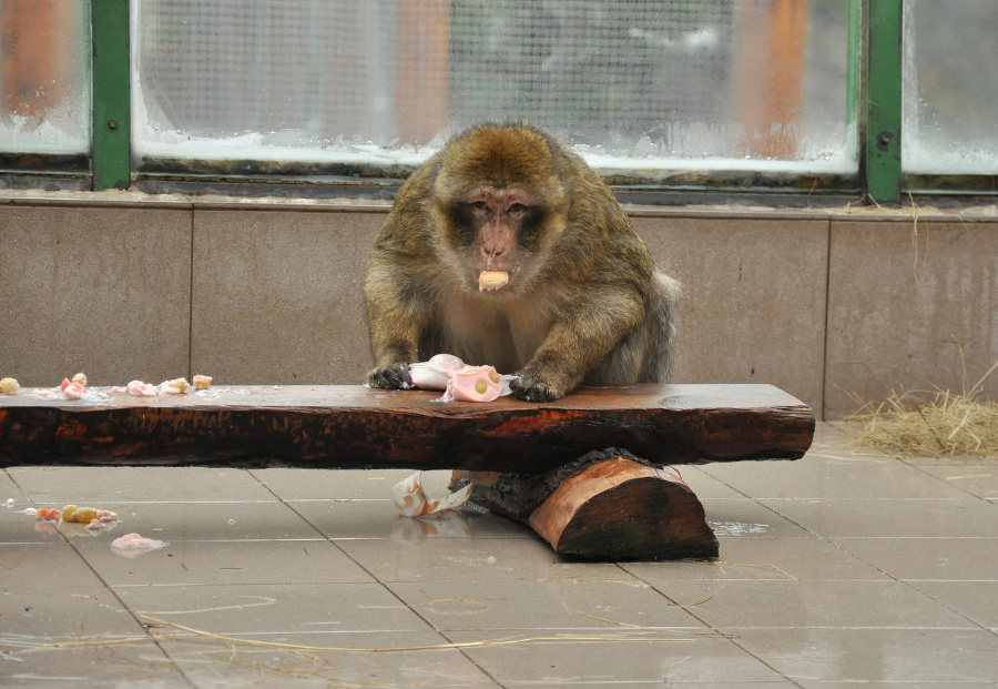 sladký puding mal u