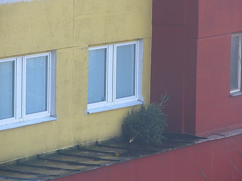 Aj takto sa dá odložiť stromček po Vianociach. Len čo z neho zostane po lete?