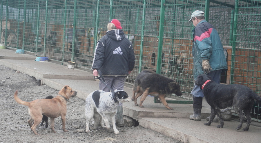 Odchytené a agresívne psy