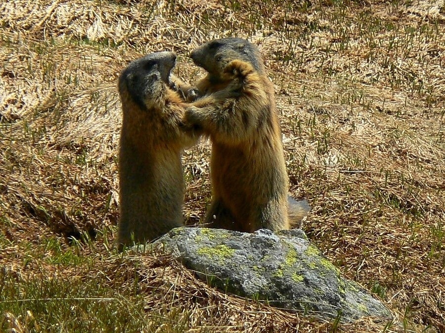 Svište v Beliankach potrebujú