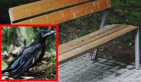 Všetky chodníky i lavičky v Parku mieru v Michalovciach sú takto označkované.