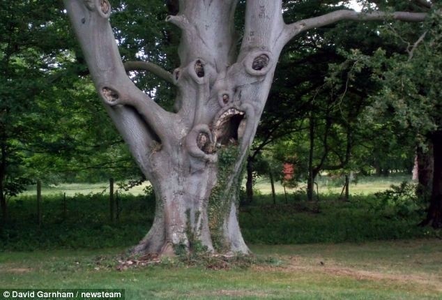 Najškaredší strom planéty straší