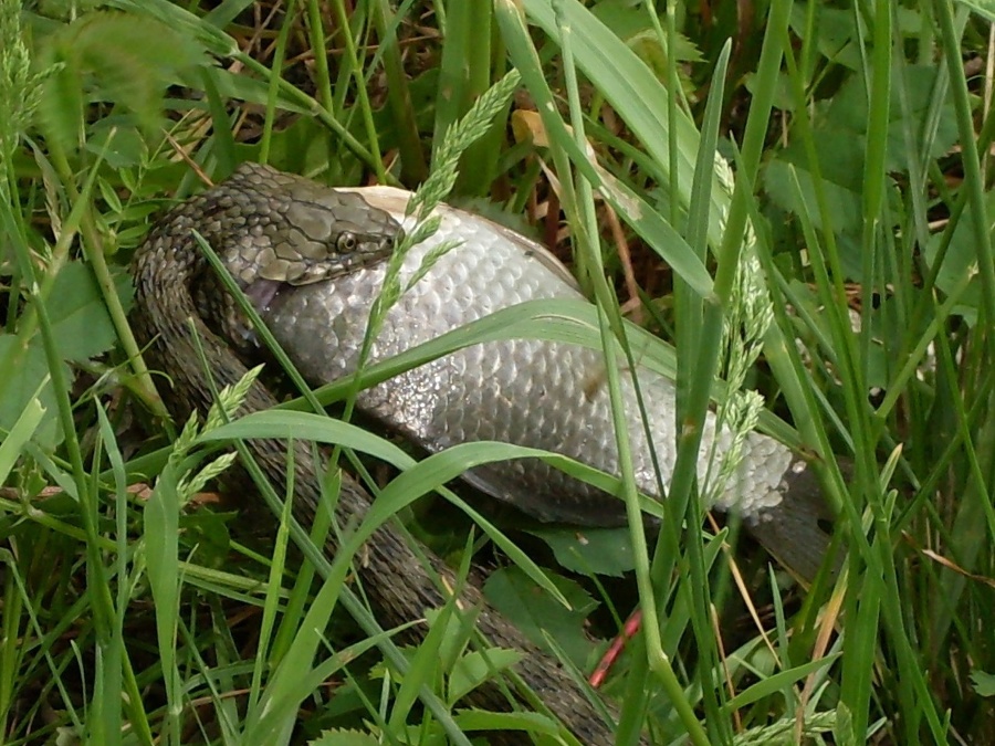 Užovka sa chladnokrvne pustila