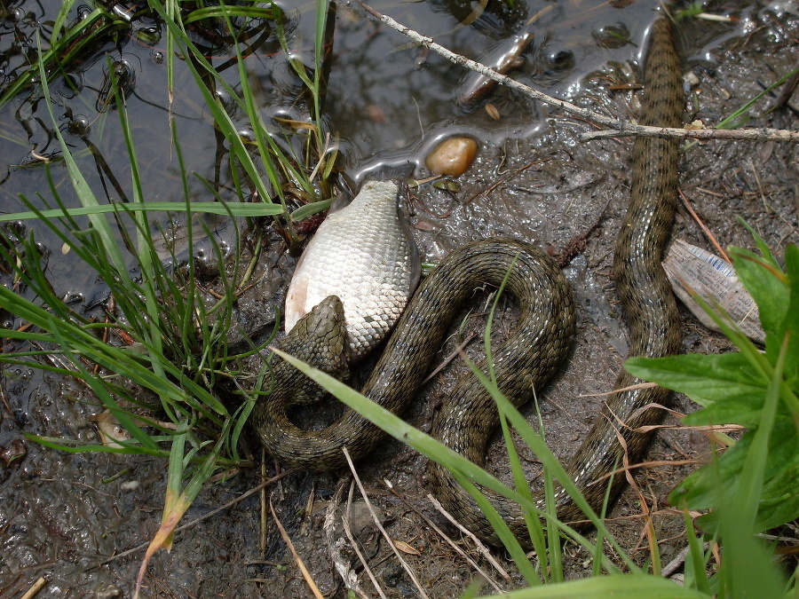 Užovka sa chladnokrvne pustila