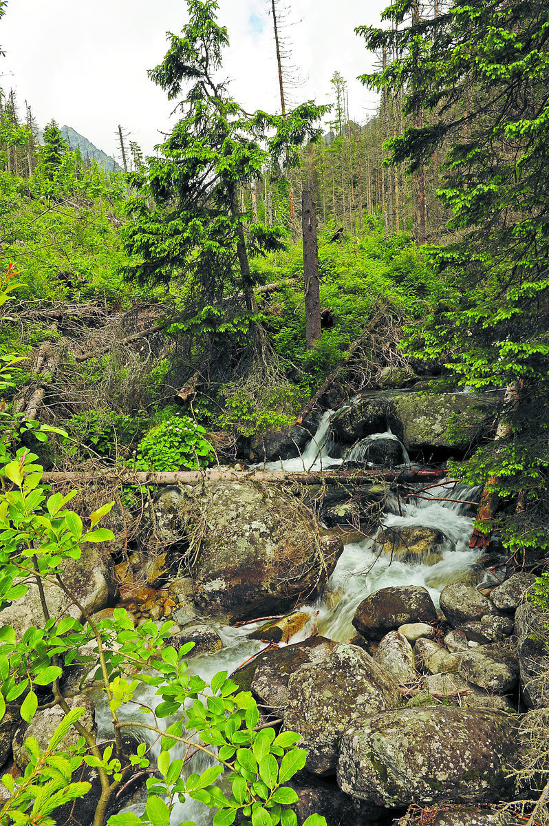 Panenská príroda v slovenských