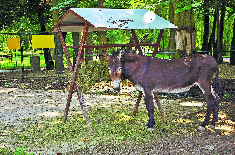 Agresívneho somárika už návštevníci