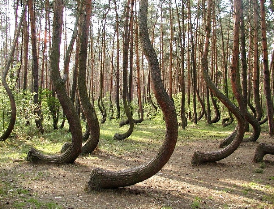 Borovice v poľskom lese