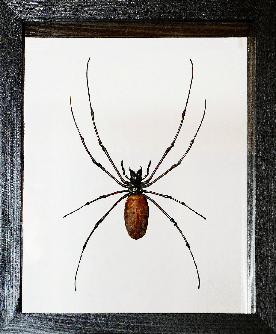 Nephila (križiak)