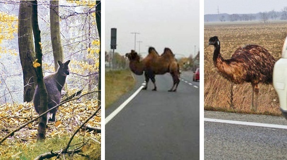 Klokan, ťava, pštros. Aj na tieto exotické zvery môžete na ceste natrafiť.