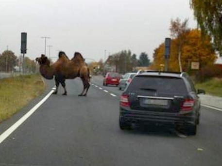 Fatamorgána? Nie. Na ceste je naozaj ťava.