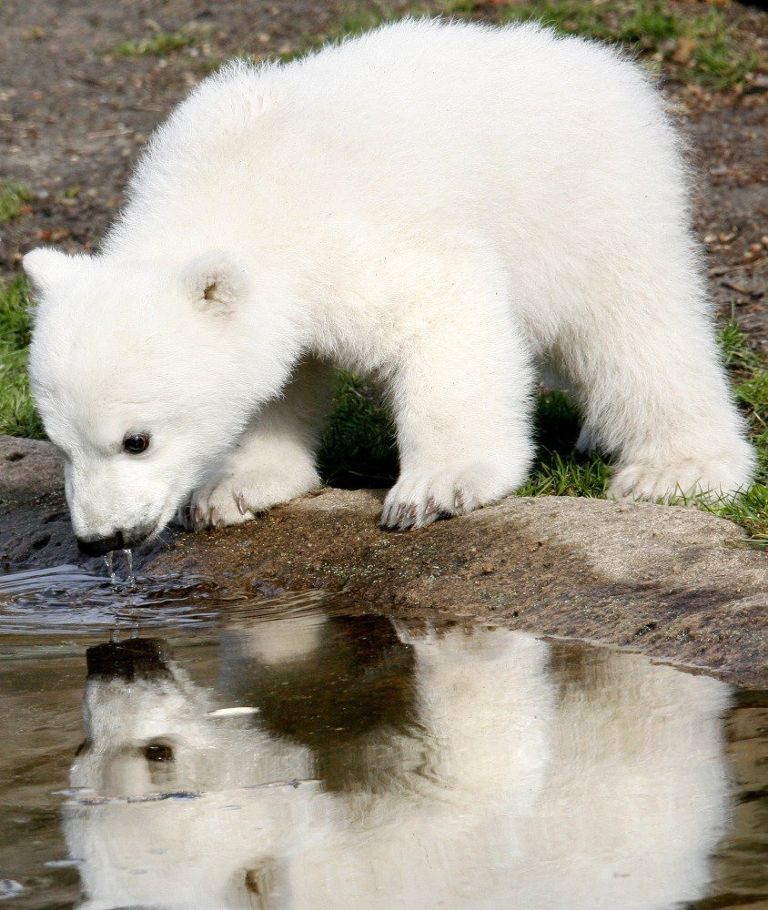Medvedík Knut bol miláčikom