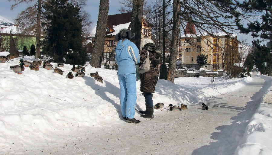 Uzimené kačičky sa vyhrievali