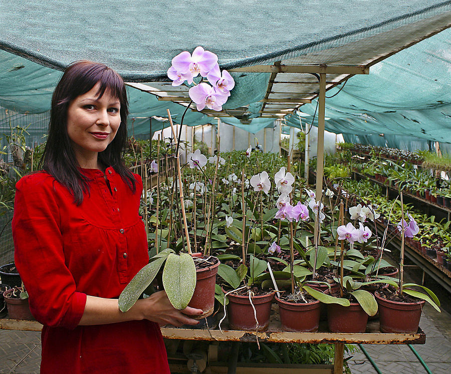 Krása zakvitnutých orchideí phalaenopsis