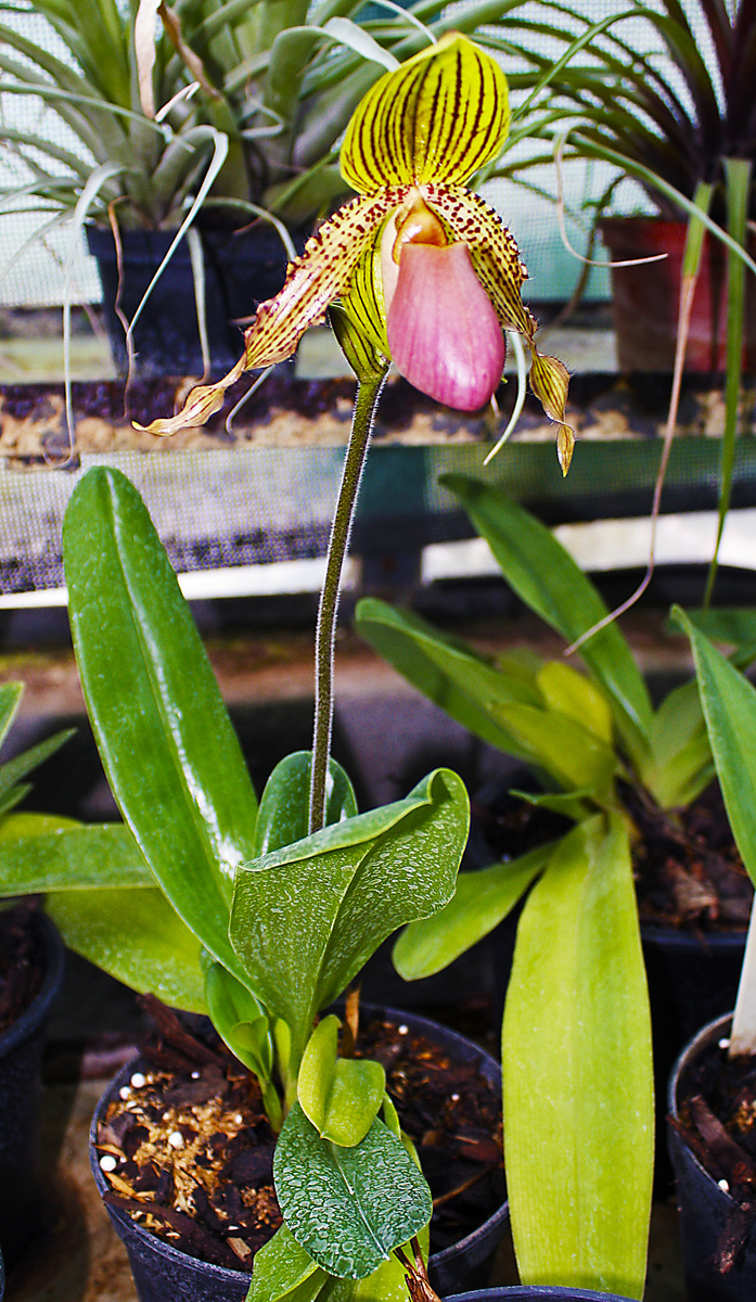 Tento črievičkovec (Paphiopedilum) pochádza