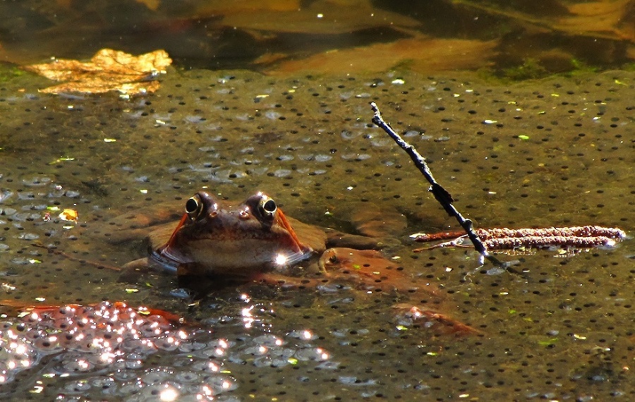 Zvedavý kukuč jednej malej