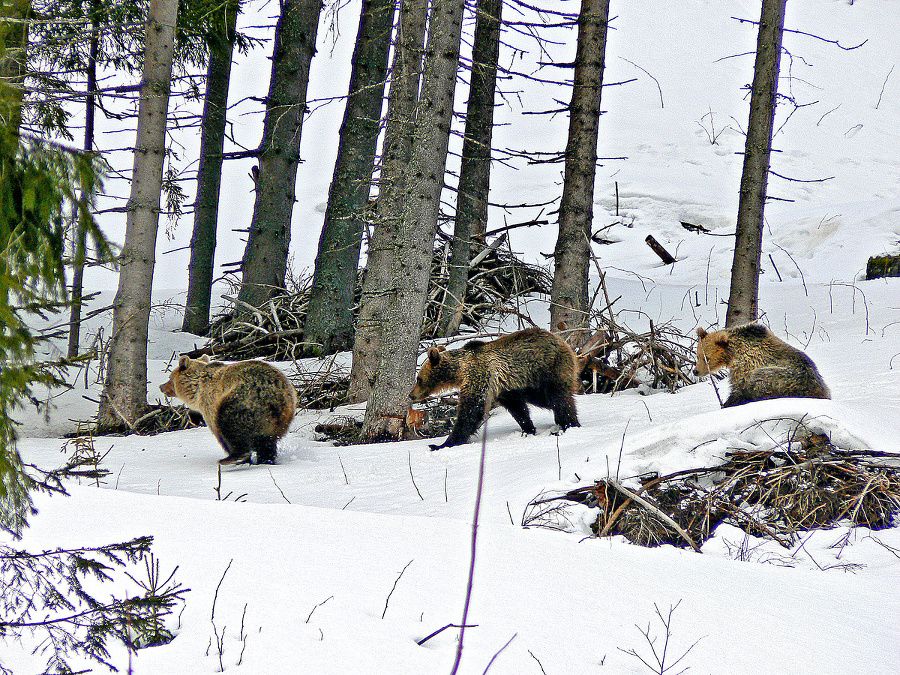 Medvedica s dvomi mladými