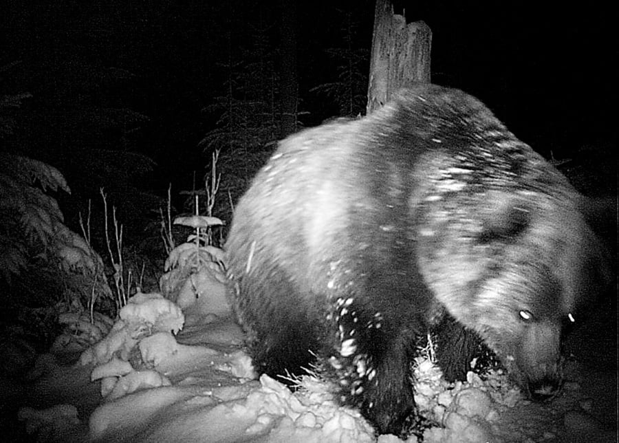 Medvede v Tatrách sa