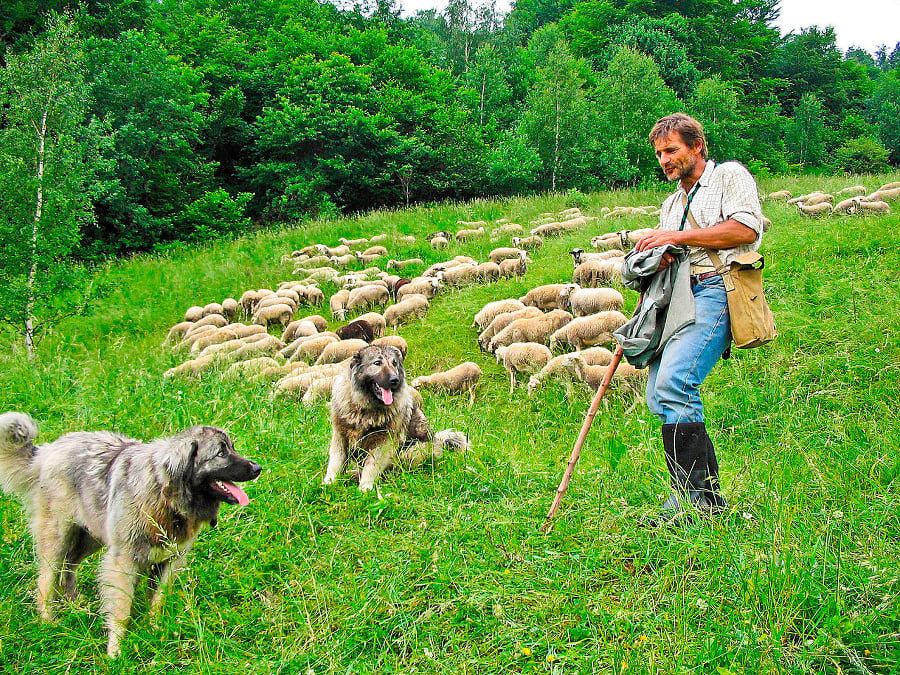 Pastier Peter Hatala, ktorý