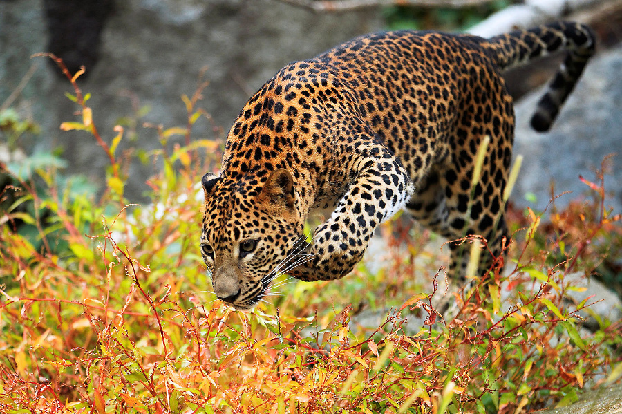 Leopard cejlónsky.