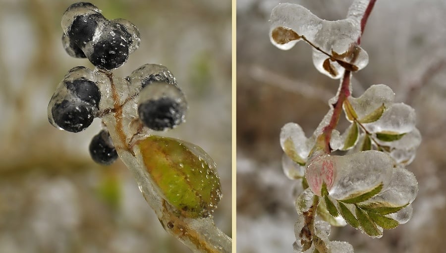 Zamrznutú vianočnú nádheru odfotografovala