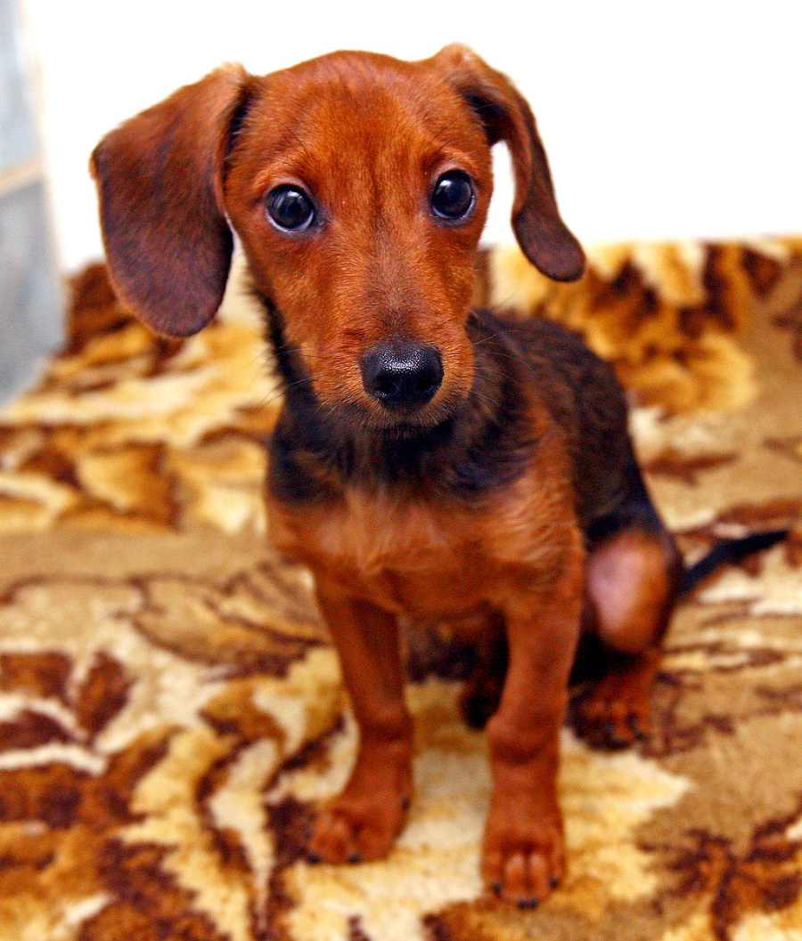 Fido (2 mesiace)