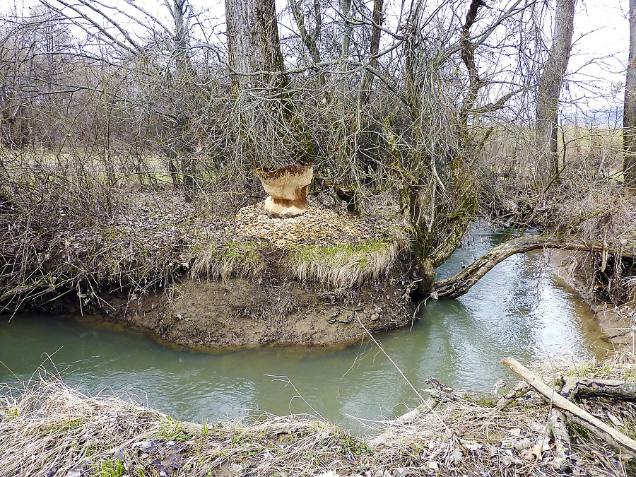 Bobria rodinka sa pustila