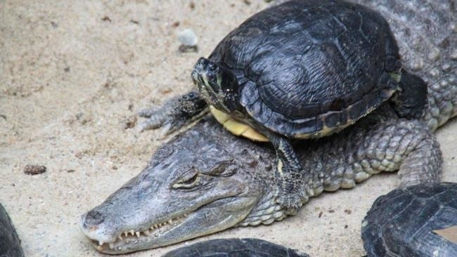 Odvážna korytnačka vyliezla krokodílovi