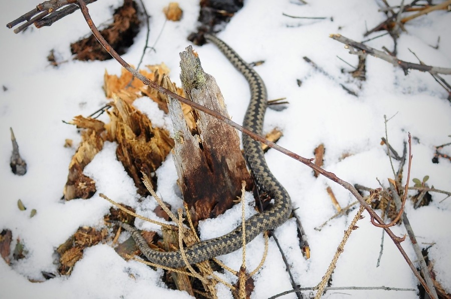 Vretenica severná prekvapila Olivera