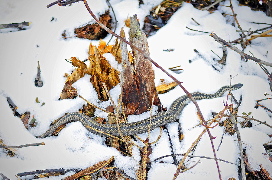 Vretenica severná prekvapila Olivera