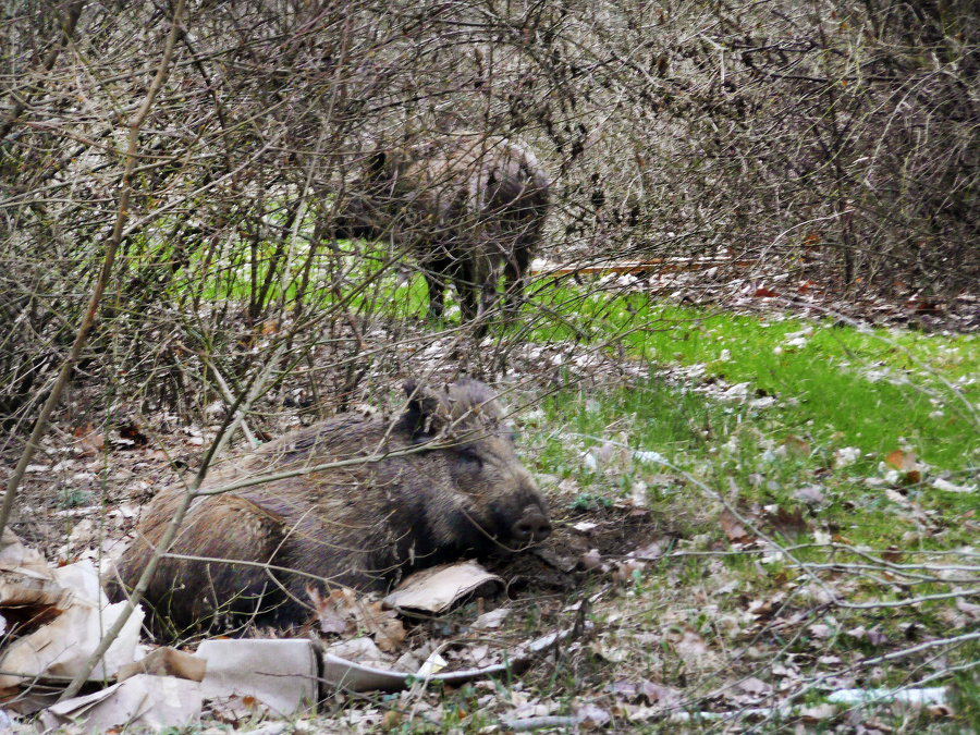 Apríl 2008: V Borovicovom