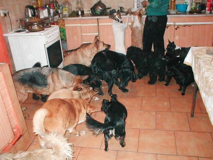 Chlpáči pomáhajú aj v kuchyni. Najviac sa tešia, keď niečo padne na zem.