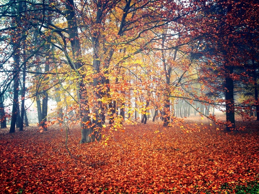 Višňovský park vo Zvolene.