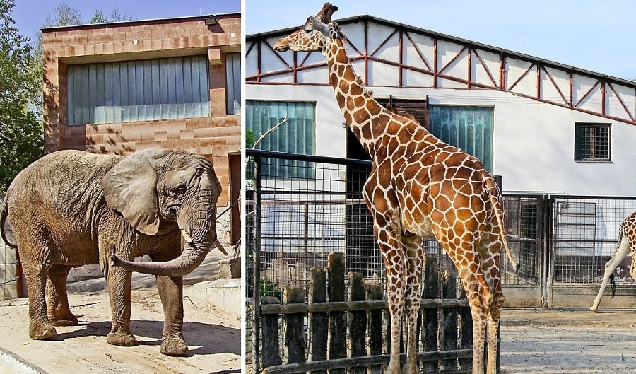 Návštevníkom zoologických záhrad chýbajú