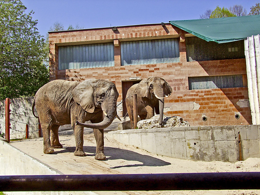 Slon africký.