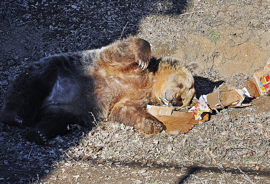 Medvede z košickej zoo