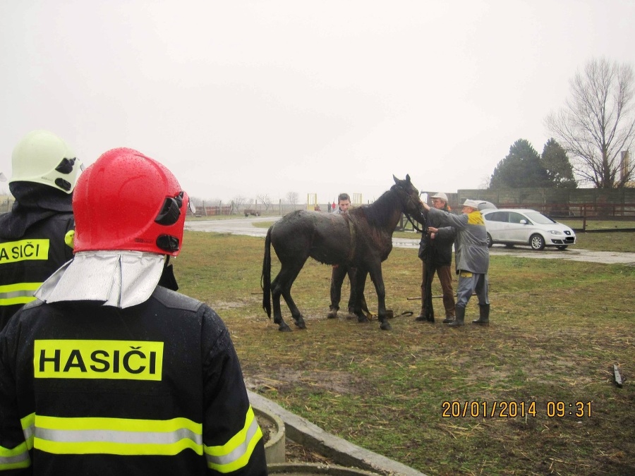 Koníkovi sa, našťastie, nič