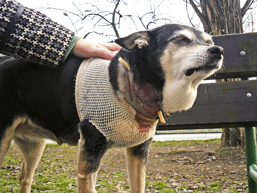 Ajke (13) zachránila život