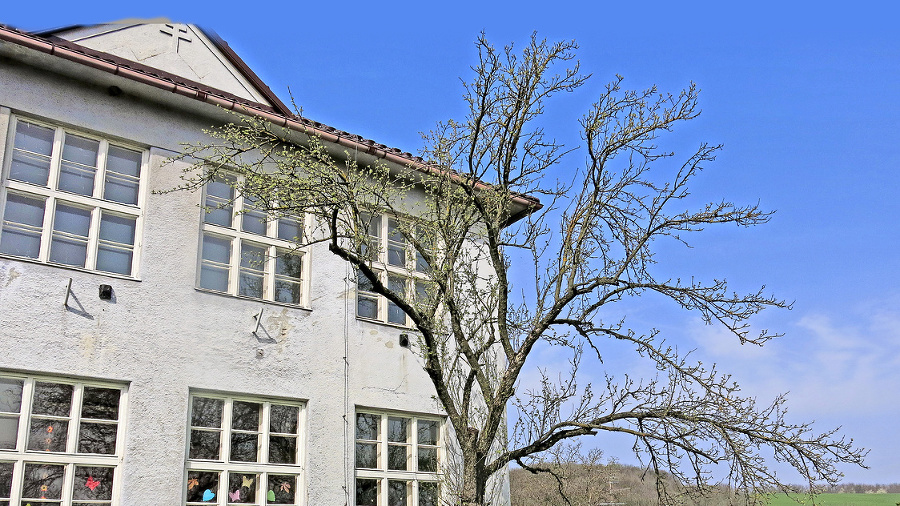 Chránený strom Fándlyho jabloň