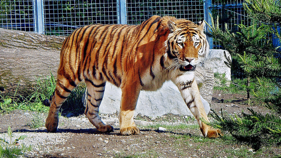 Tiger ussurijský Timur (11).
