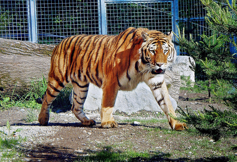 Tiger ussurijský Timur (11).
