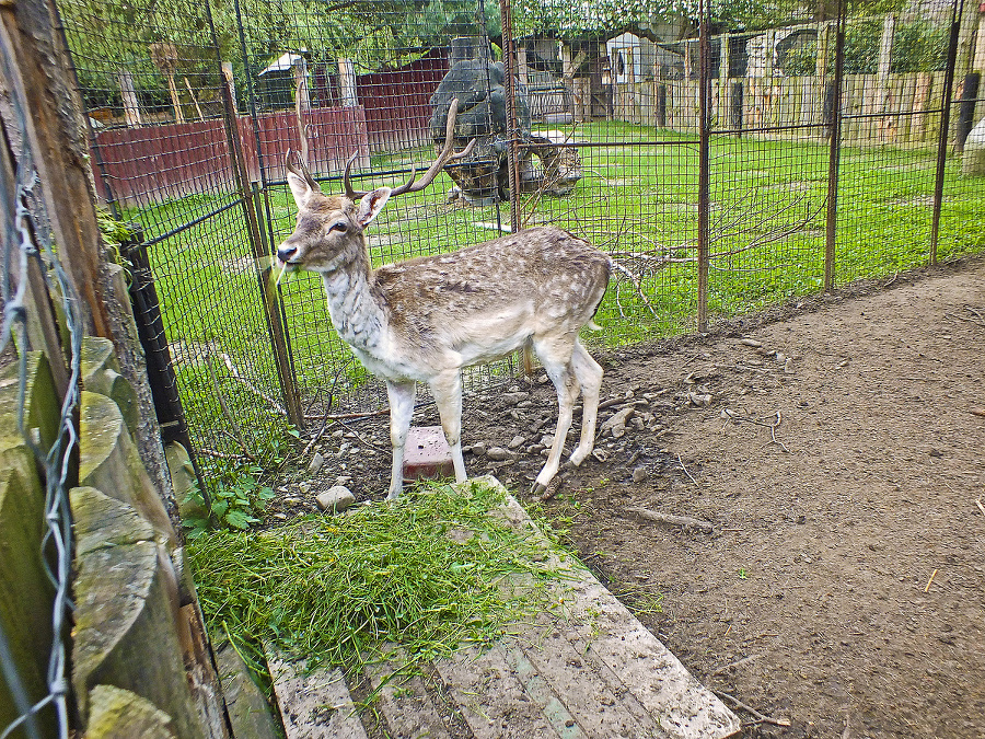 V najmenšej slovenskej zoo