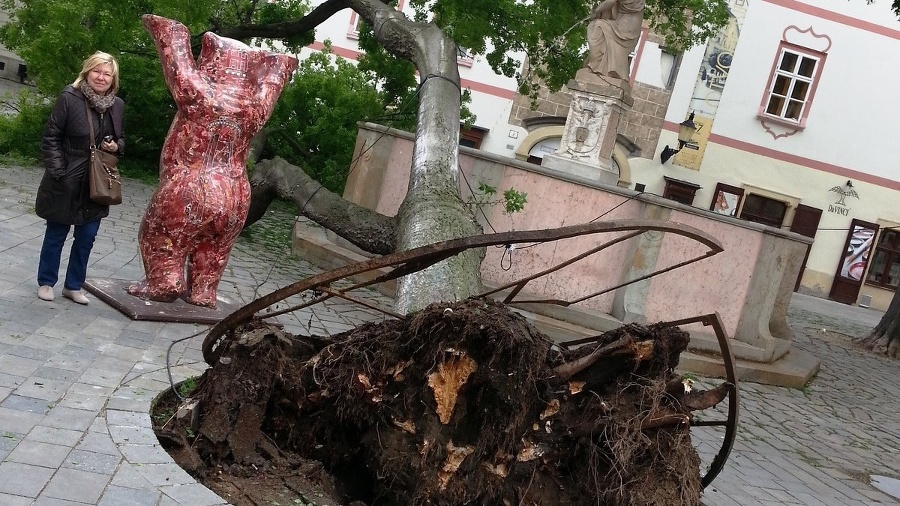 Strom na Františkánskom námestí