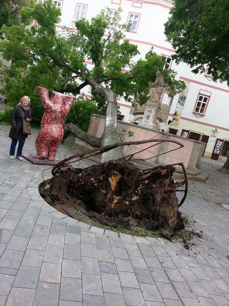 Strom na Františkánskom námestí