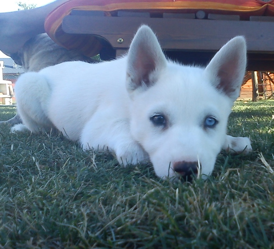 Šteniatko sibírskeho huskyho Alu