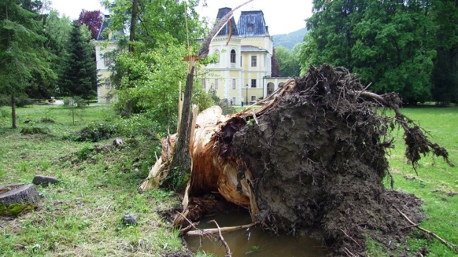 Stromy v areáli kaštieľa