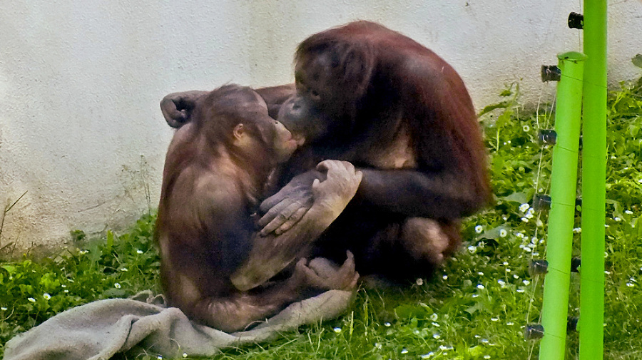 Opičí bozk (ZOO Bojnice)