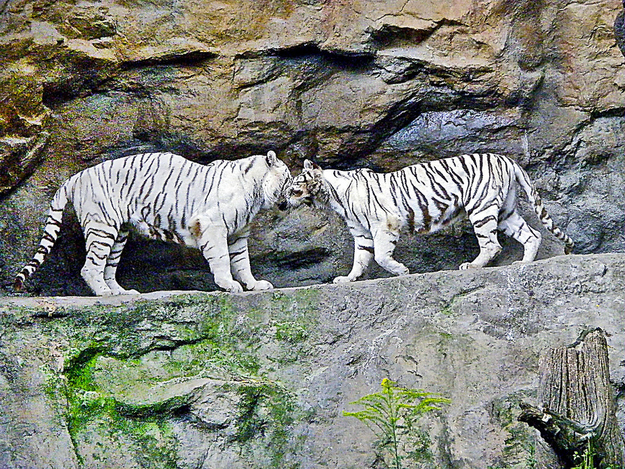 Tigrí bozk (ZOO Bratislava)